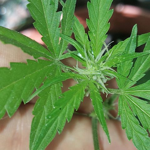 LowRyder Auto growlog photo: IT IS IN PREFLOWER😝✌🏻✌🏻😝