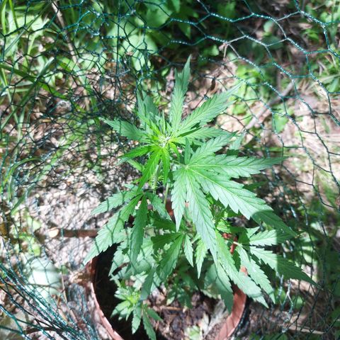 LowRyder Auto growlog photo: IT IS IN PREFLOWER😝✌🏻✌🏻😝