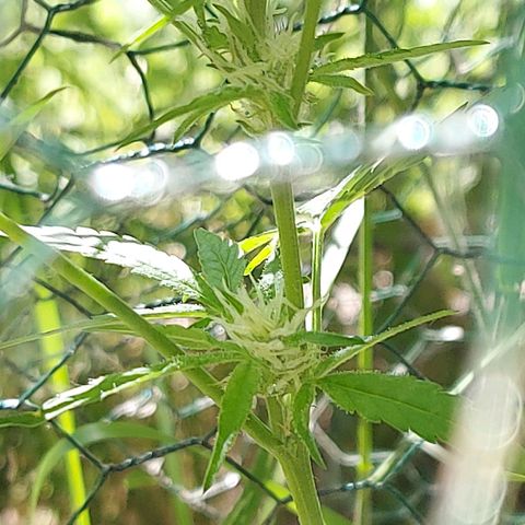 LowRyder Auto growlog timeline photo
