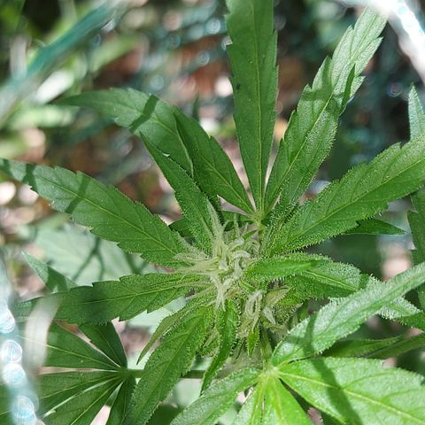 LowRyder Auto growlog timeline photo