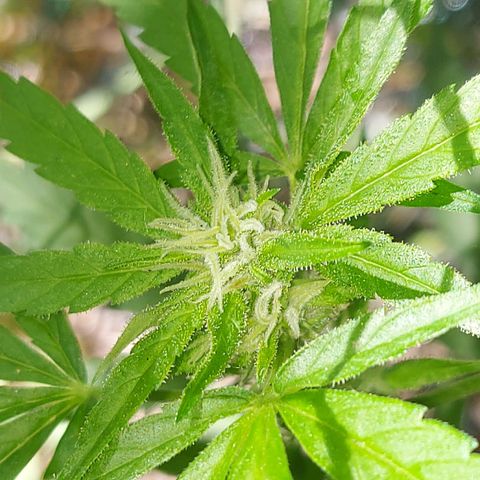 LowRyder Auto growlog timeline photo