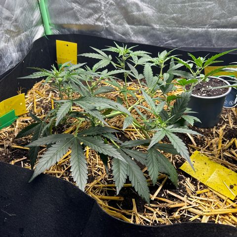 Sweet Mango Automatic growlog timeline photo