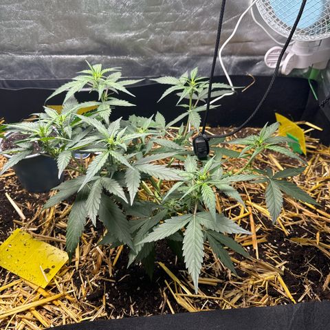 Kings Kush  growlog timeline photo