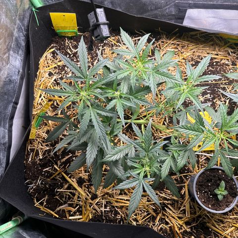 Sweet Mango Automatic growlog timeline photo
