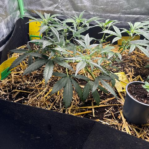 Sweet Mango Automatic growlog timeline photo