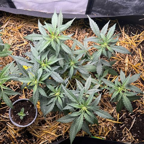 Kings Kush  growlog timeline photo
