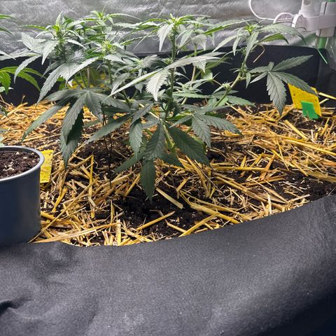 Kings Kush  growlog timeline photo