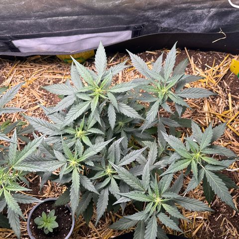 Kings Kush  growlog timeline photo