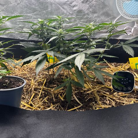 Kings Kush  growlog timeline photo