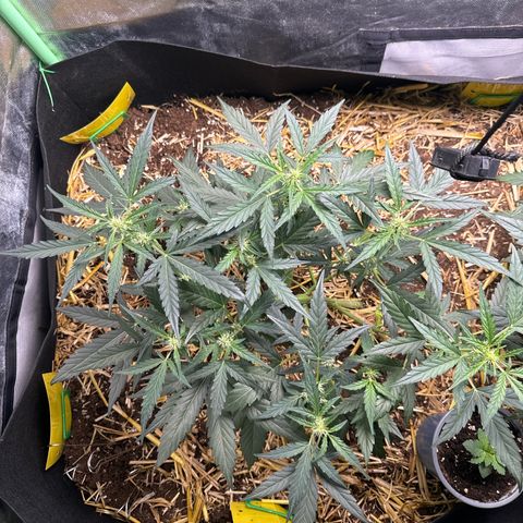 Sweet Mango Automatic growlog timeline photo