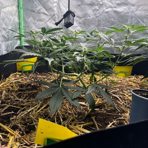 Sweet Mango Automatic growlog timeline photo