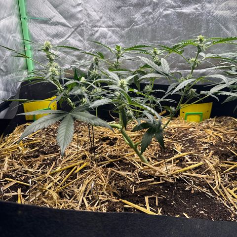 Sweet Mango Automatic growlog timeline photo