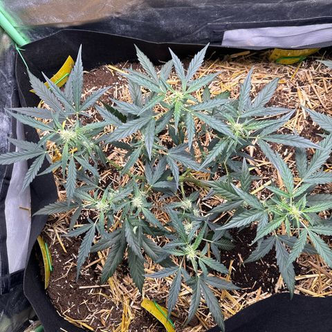 Sweet Mango Automatic growlog timeline photo