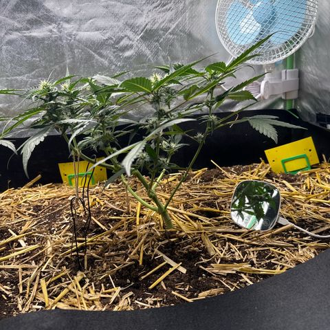 Kings Kush  growlog timeline photo