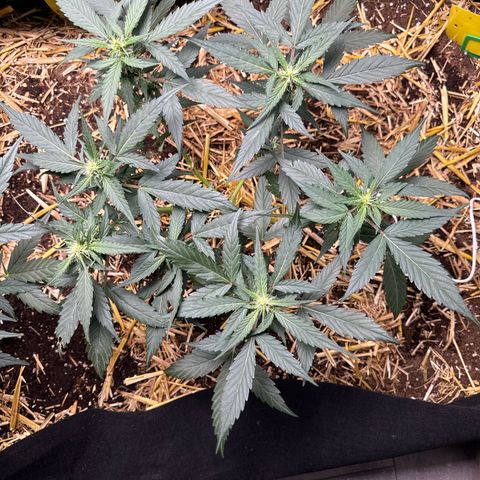 Kings Kush  growlog timeline photo