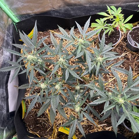 Sweet Mango Automatic growlog timeline photo
