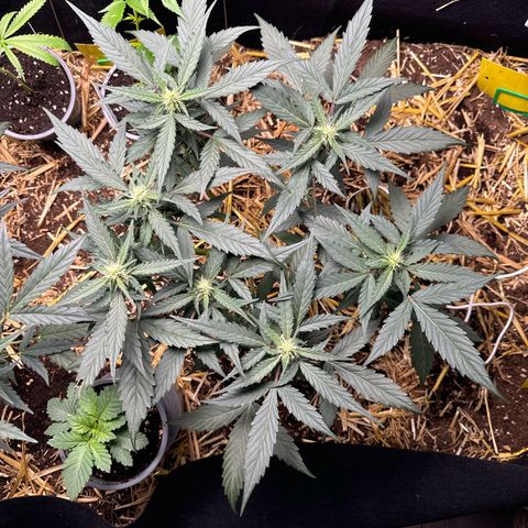 Kings Kush  growlog timeline photo