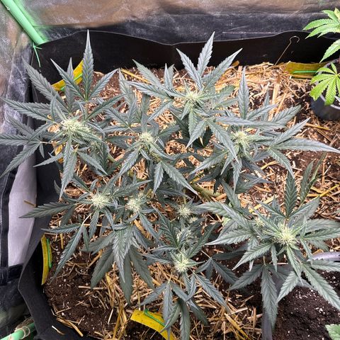 Sweet Mango Automatic growlog timeline photo
