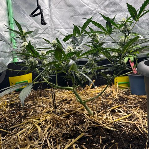 Sweet Mango Automatic growlog timeline photo