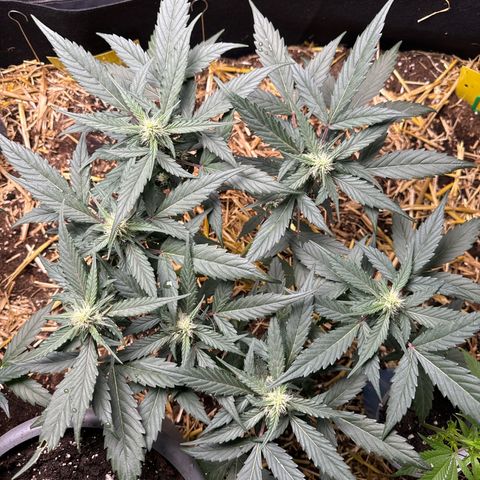 Kings Kush  growlog timeline photo