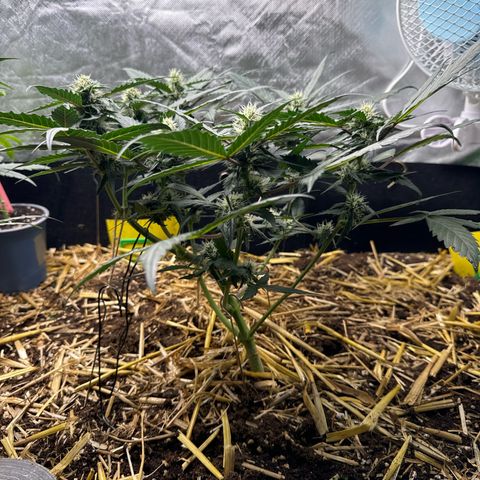 Kings Kush  growlog timeline photo