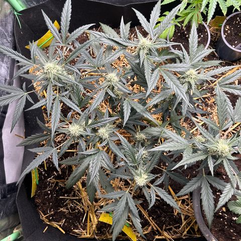 Sweet Mango Automatic growlog timeline photo