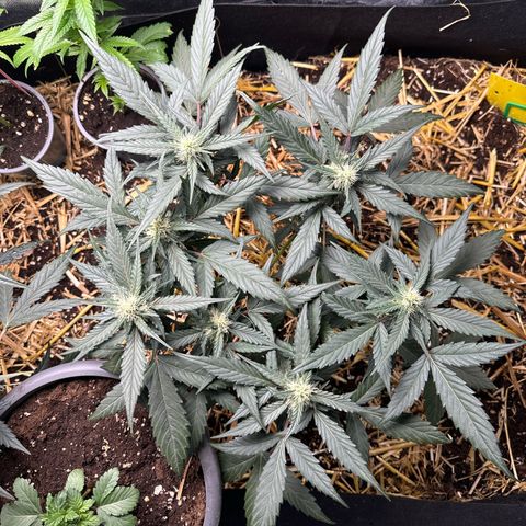 Kings Kush  growlog timeline photo