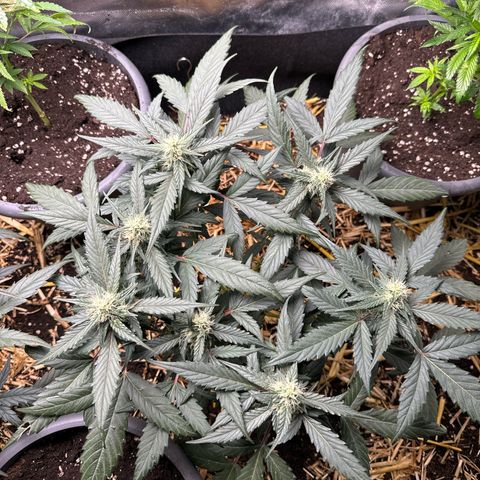 Kings Kush  growlog timeline photo