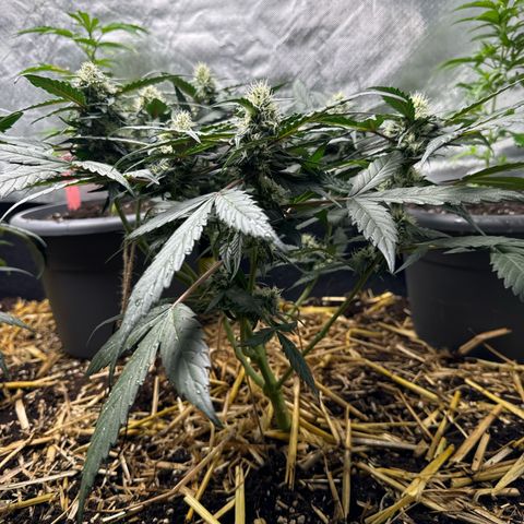 Kings Kush  growlog timeline photo