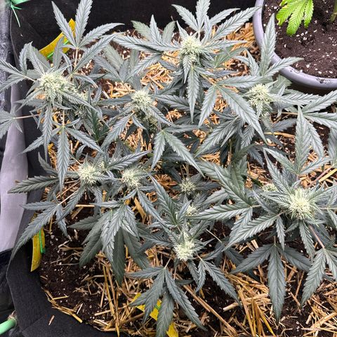 Sweet Mango Automatic growlog timeline photo