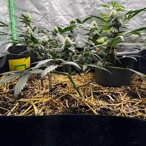 Sweet Mango Automatic growlog timeline photo