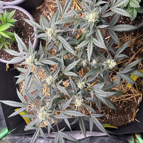 Sweet Mango Automatic growlog timeline photo
