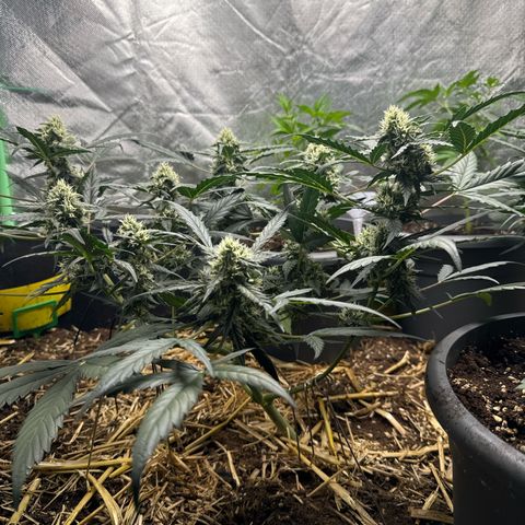 Sweet Mango Automatic growlog timeline photo