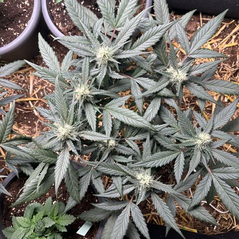 Kings Kush  growlog timeline photo