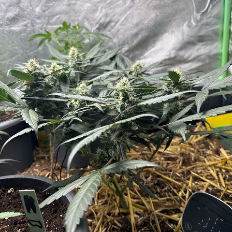 Kings Kush  growlog timeline photo