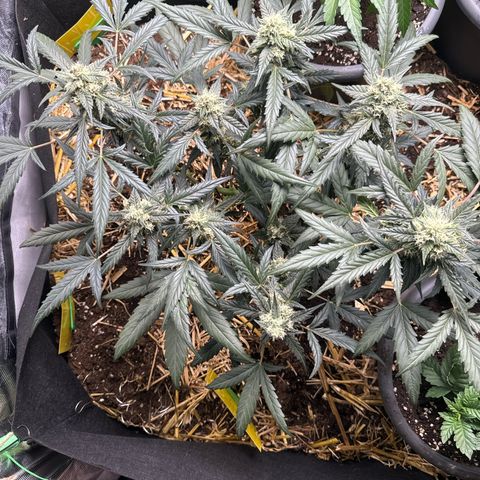 Sweet Mango Automatic growlog timeline photo