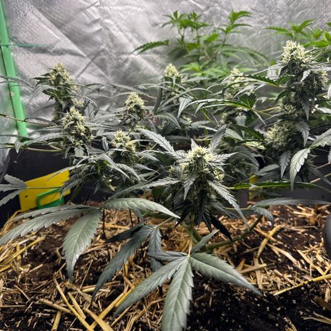 Sweet Mango Automatic growlog timeline photo