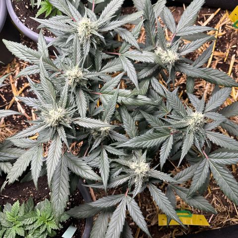 Kings Kush  growlog timeline photo