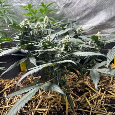 Kings Kush  growlog timeline photo