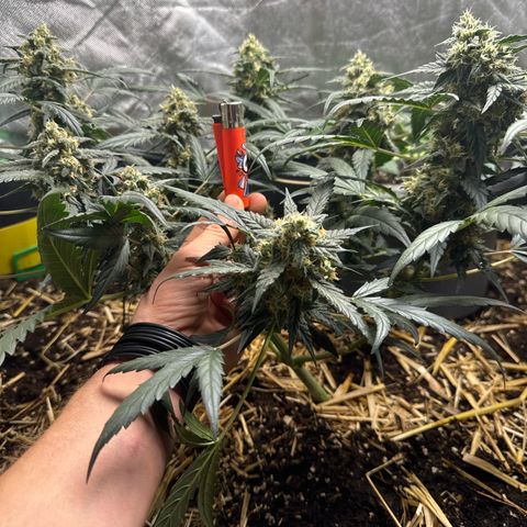 Sweet Mango Automatic growlog timeline photo