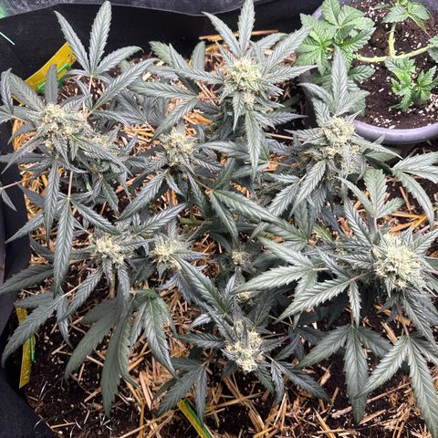 Sweet Mango Automatic growlog timeline photo