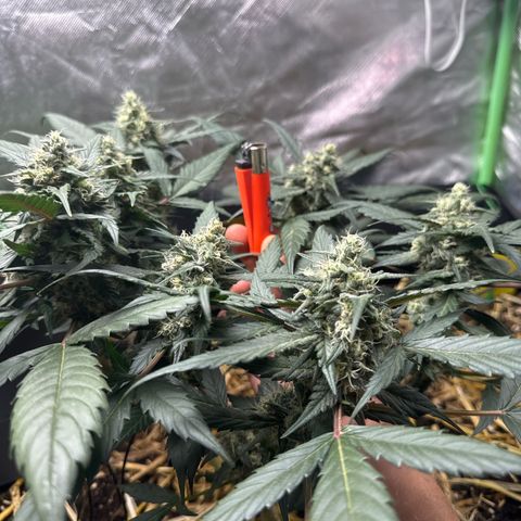 Kings Kush  growlog timeline photo