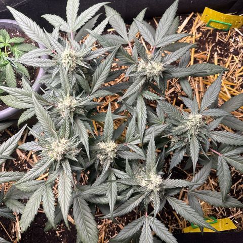 Kings Kush  growlog timeline photo
