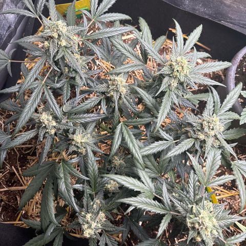 Sweet Mango Automatic growlog timeline photo