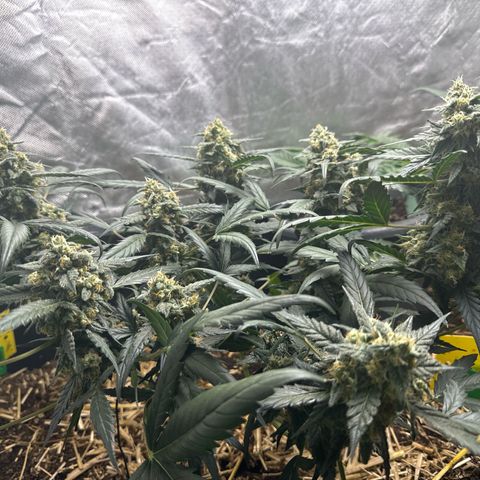 Sweet Mango Automatic growlog timeline photo