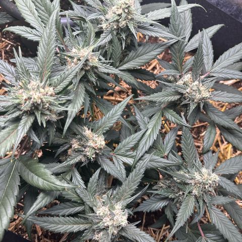 Kings Kush  growlog timeline photo