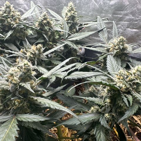 Kings Kush  growlog timeline photo