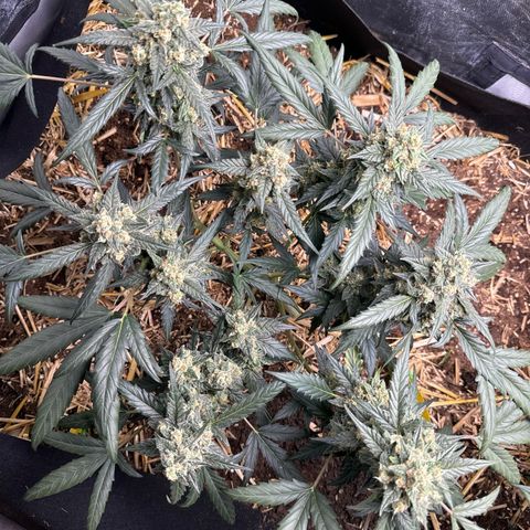 Sweet Mango Automatic growlog timeline photo