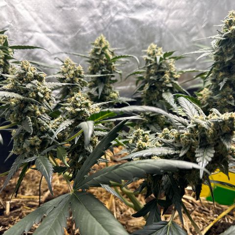 Sweet Mango Automatic growlog timeline photo