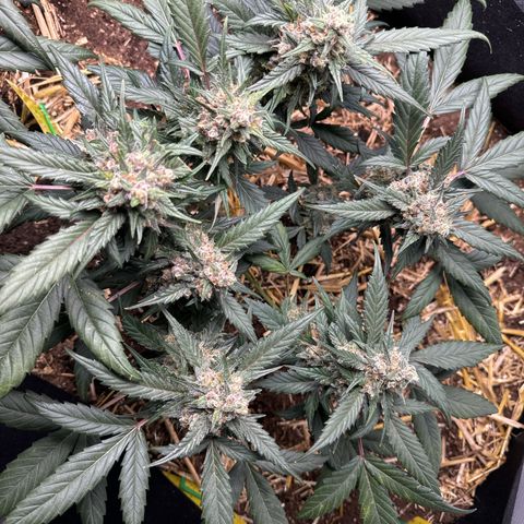 Kings Kush  growlog timeline photo